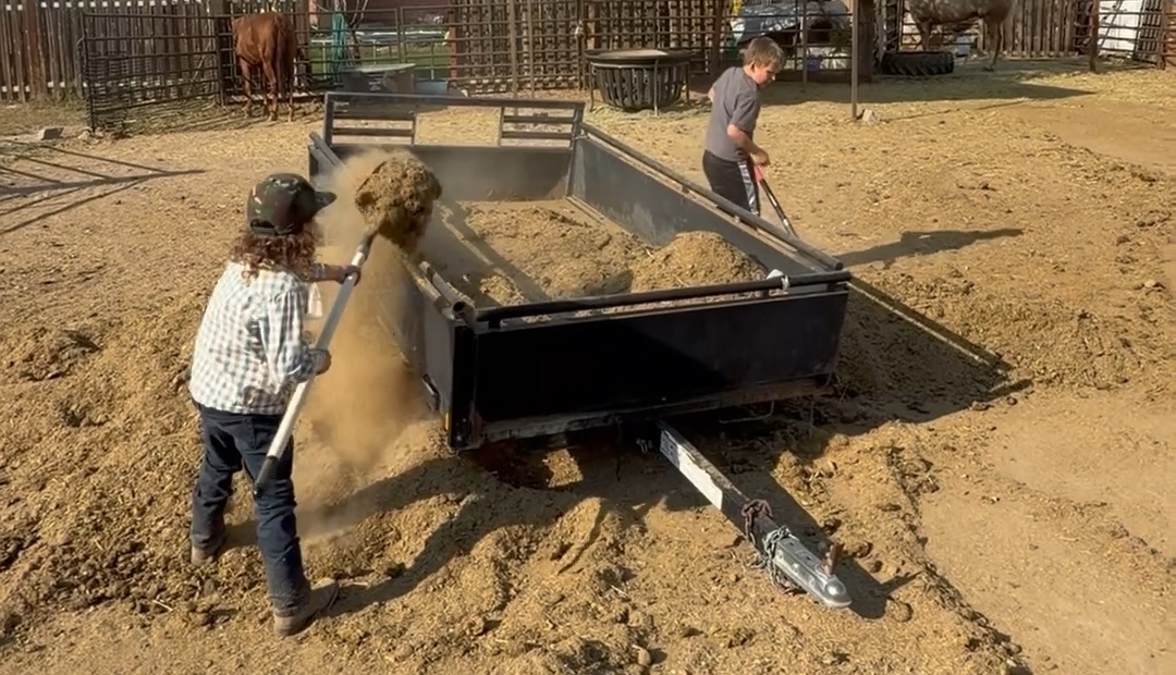 JP and his business partner filling a trailer with sun-cured horse manure, with a shovelful flying through the air